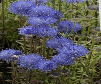 Sand-Blaulicht (Jasione laevis 'Blaulicht')