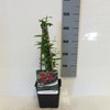 Rote Jasmin (Jasminum beesianum)