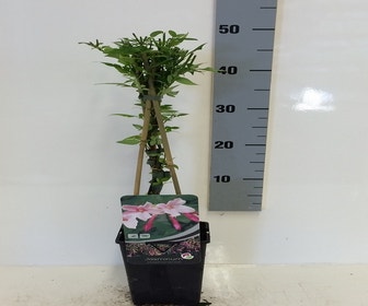 Rosa Jasmin (Jasminum Stephanense)