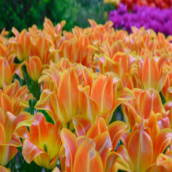 Tulipa 'Je t'aime' (Tulp)
