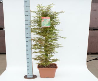 Japanischer Fächerahorn (Acer palmatum 'Jerre Schwartz')