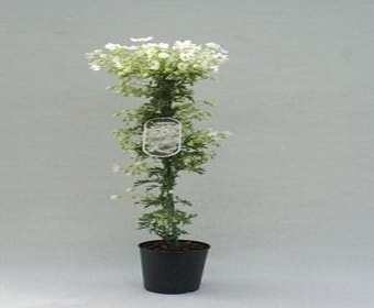 Waldrebe (Clematis 'Joe')