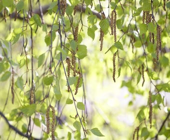 Birke, Waldbaum (Betula pendula)
