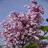 Flieder auf Stamm (Syringa 'Josée')
