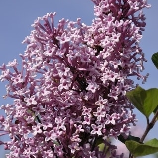 Sering op stam (Syringa 'Josée')