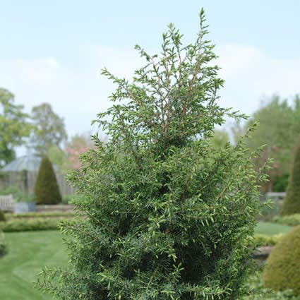 Jeneverbes Juniperus communis 'Hibernica'