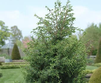 Wacholder (Juniperus communis 'Hibernica')