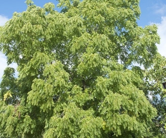 Schwarzer Walnussbaum (Juglans nigra)