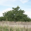 Walnuss (Juglans regia 'Broadview')