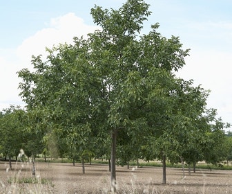 Walnuss (Juglans regia 'Broadview')