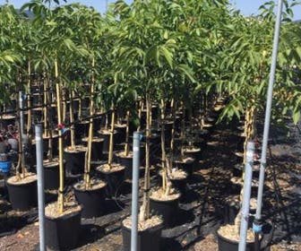 Walnuss (Juglans regia 'Franquette')
