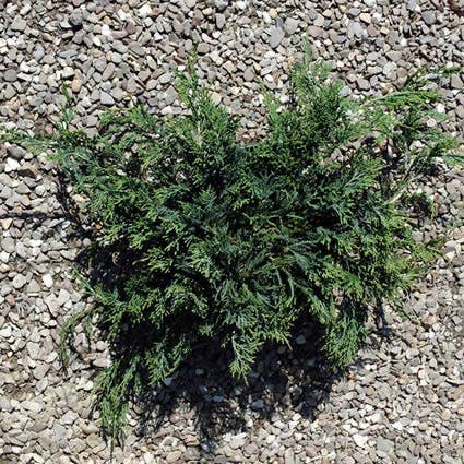 Wacholder (Juniperus horizontalis 'Wiltonii')