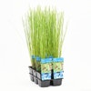 Pitrus (Juncus effusus)