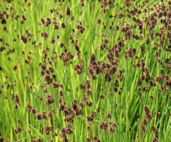 Schwertfarn (Juncus ensifolius)