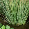 Seegrüne Binse (Juncus inflexus)