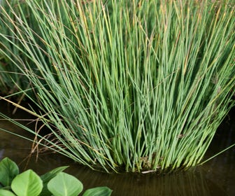 Seegrüne Binse (Juncus inflexus)