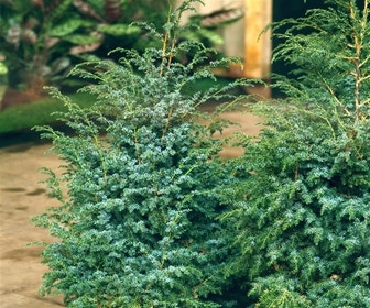 Wacholder (Juniperus chinensis 'Blue Alps')