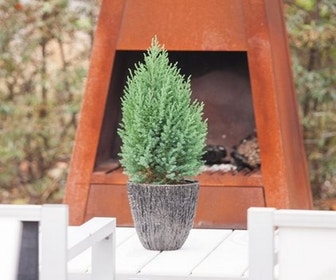 Wacholder (Juniperus chinensis 'Stricta')