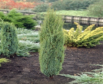 Wacholder (Juniperus communis 'Arnold')
