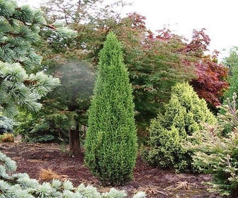 Zwergwacholder (Juniperus communis 'Compressa')
