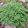 Wacholder (Juniperus communis 'Green Carpet')
