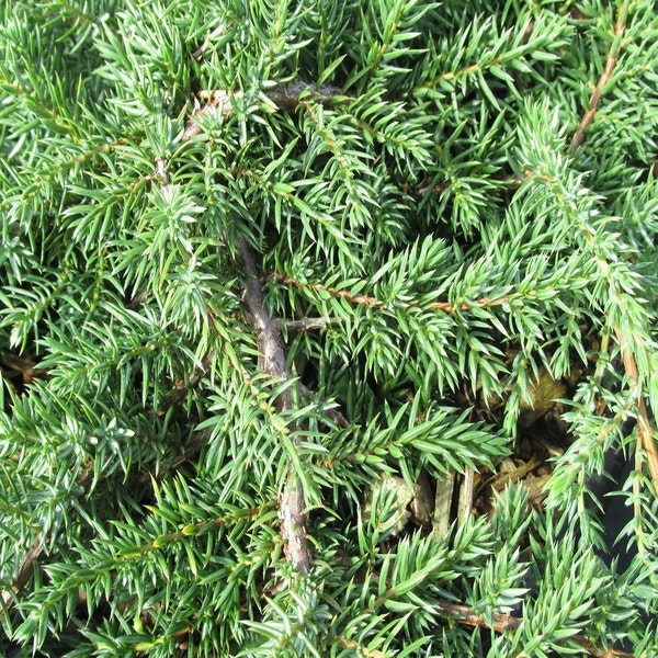 Wacholder (Juniperus communis 'Green Carpet')