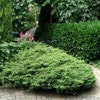 Wacholder (Juniperus communis 'Repanda')