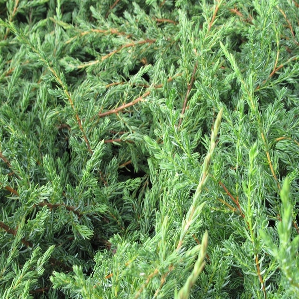 Wacholder (Juniperus communis 'Repanda')