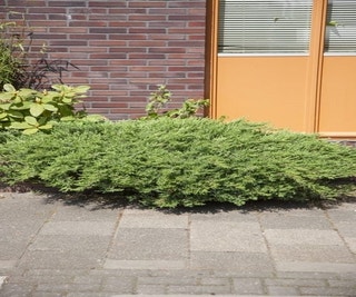Strand-Wacholder (Juniperus conferta 'Schlager' (Blue Pacific))