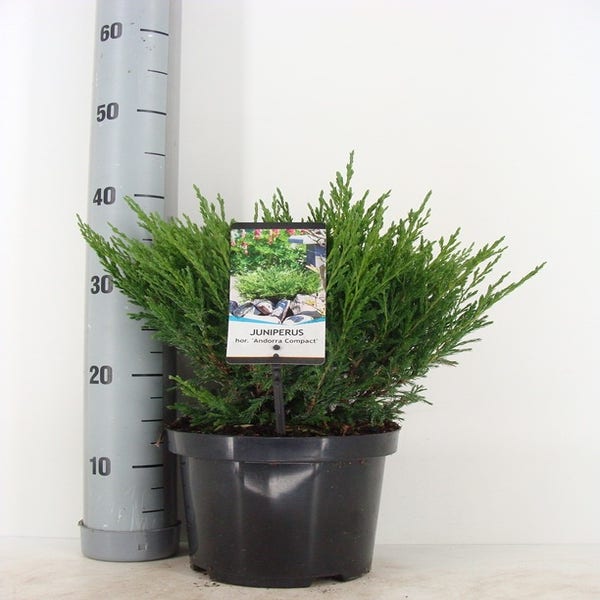 Juniperus horizontalis 'Andorra Compact' 30/40 cm (zomer)