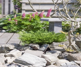 Wacholder (Juniperus horizontalis 'Andorra Compact')