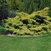 Wacholder (Juniperus pfitzeriana 'Gold Coast')