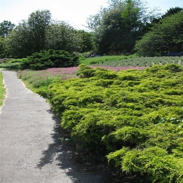 Jeneverbes (Juniperus media 'Old Gold') Volwassen