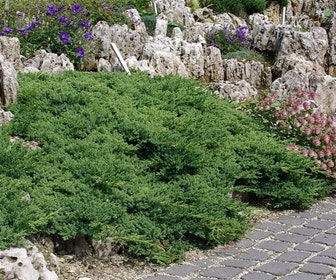 Wacholder (Juniperus procumbens 'Nana')