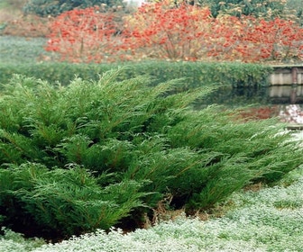 Siebenbaum (Juniperus sabina)
