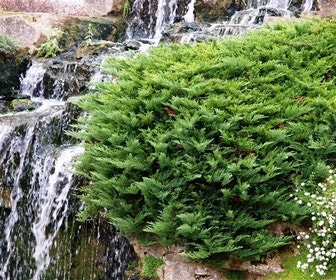 Sevenboom (Juniperus sabina 'Tamariscifolia')