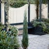 Wacholder (Juniperus scopulorum 'Blue Arrow')