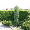 Säulenwacholder (Juniperus scopulorum 'Skyrocket')
