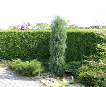 Säulenwacholder (Juniperus scopulorum 'Skyrocket')