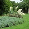 Wacholder (Juniperus squamata 'Blue Carpet')