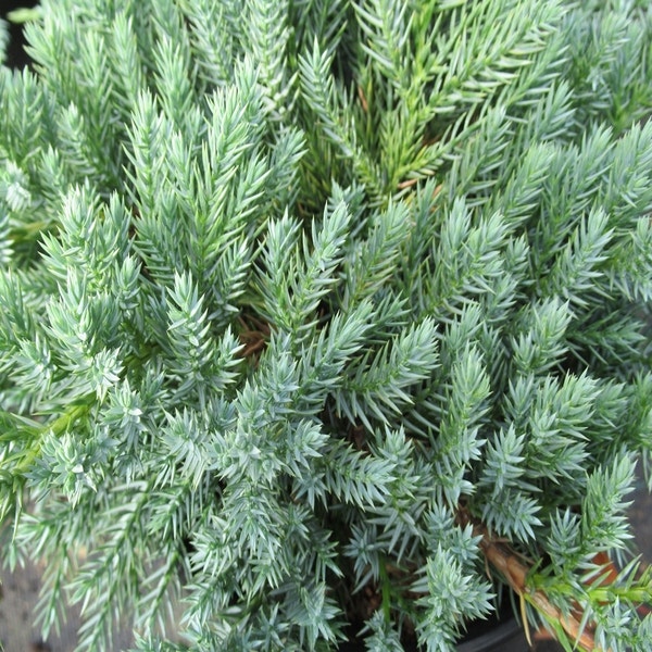 Wacholder (Juniperus squamata 'Blue Carpet')