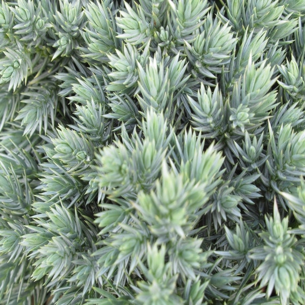 Jeneverbes (Juniperus squamata 'Blue Star')
