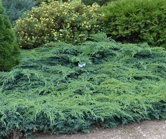 Wacholder (Juniperus squamata 'Blue Swede')