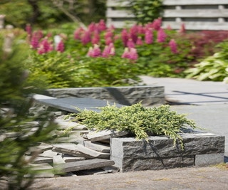 Wacholder (Juniperus squamata 'Holger')