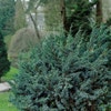 Wacholder (Juniperus squamata 'Meyeri')