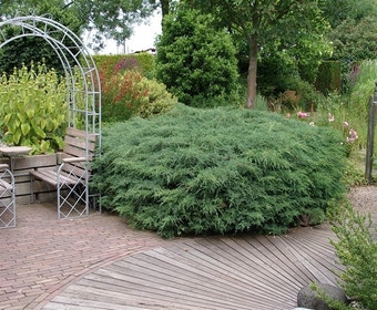 Wacholder (Juniperus virginiana 'Grey Owl')