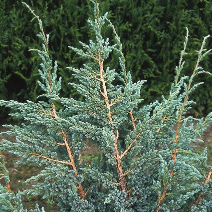Jeneverbes Juniperus squamata 'Meyeri'