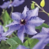 Waldrebe Clematis 'Königskind'