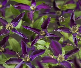 Waldrebe (Clematis 'Noora')