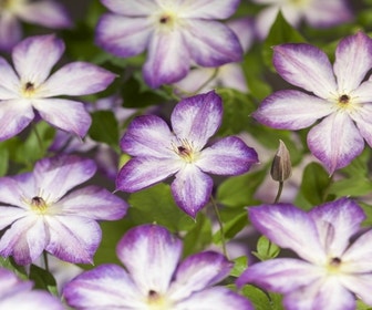 Waldrebe (Clematis 'Pernille')